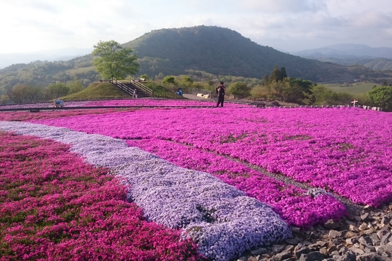 芝桜 芝桜