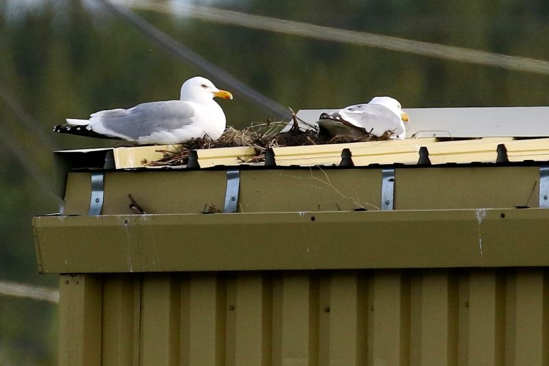 発電所の施設で営巣中のアメリカセグロカモメ 発電所の施設で営巣中のアメリカセグロカモメ