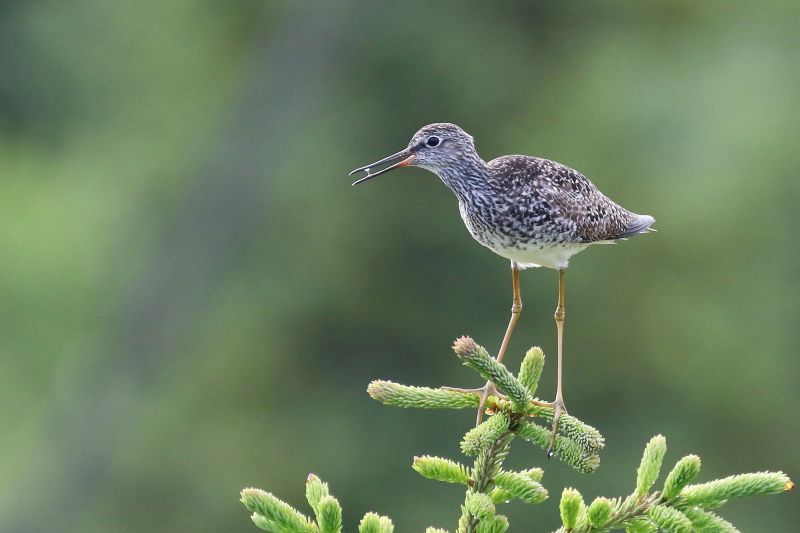 梢で鳴くコキアシシギ 梢で鳴くコキアシシギ