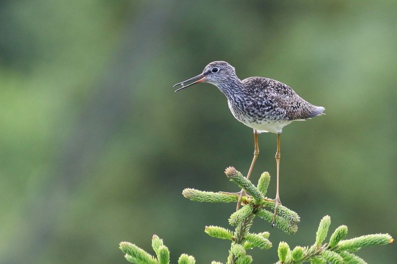 梢で鳴くコキアシシギ