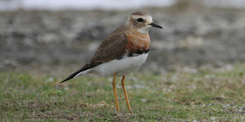 jp-bird-214