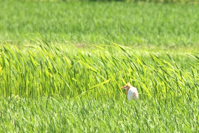 アマサギ アマサギ