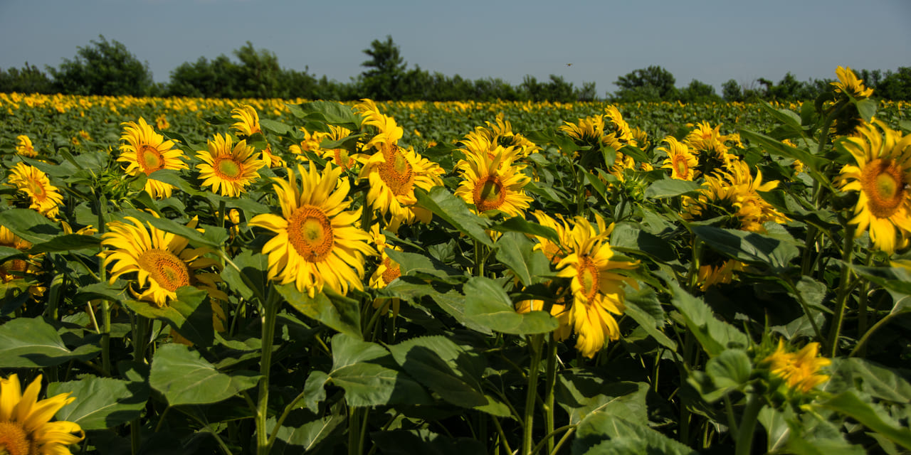 ルーマニア周遊９日間 １０日間 東欧 風の旅行社