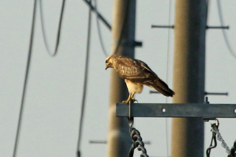 探餌するノスリ幼鳥