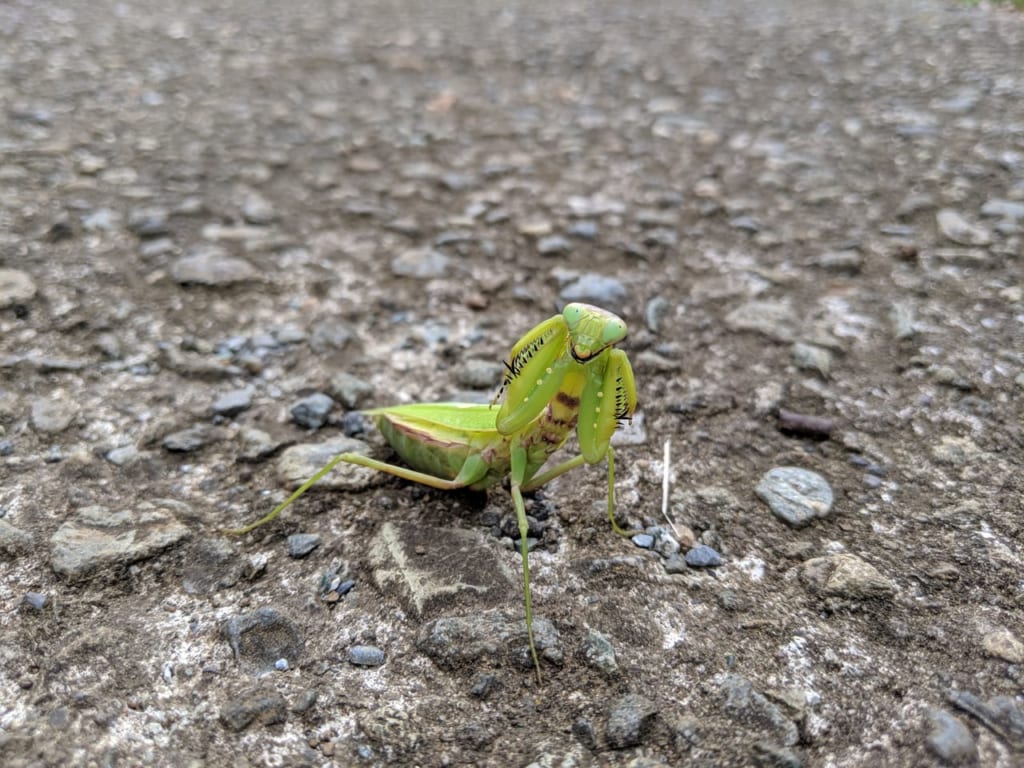 カマキリの威嚇態勢！