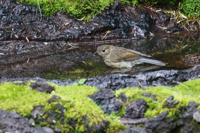 ルリビタキ幼鳥 ルリビタキ幼鳥