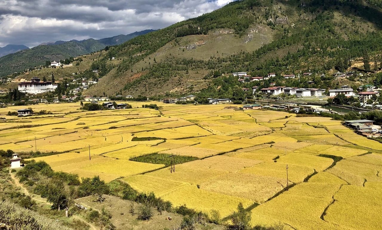 秋のブータン　黄色く色づいた田圃