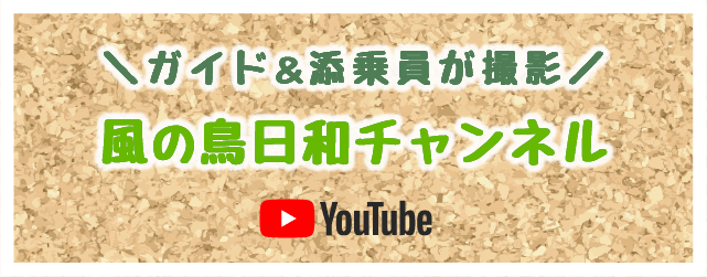 youtube 風の鳥日和チャンネル