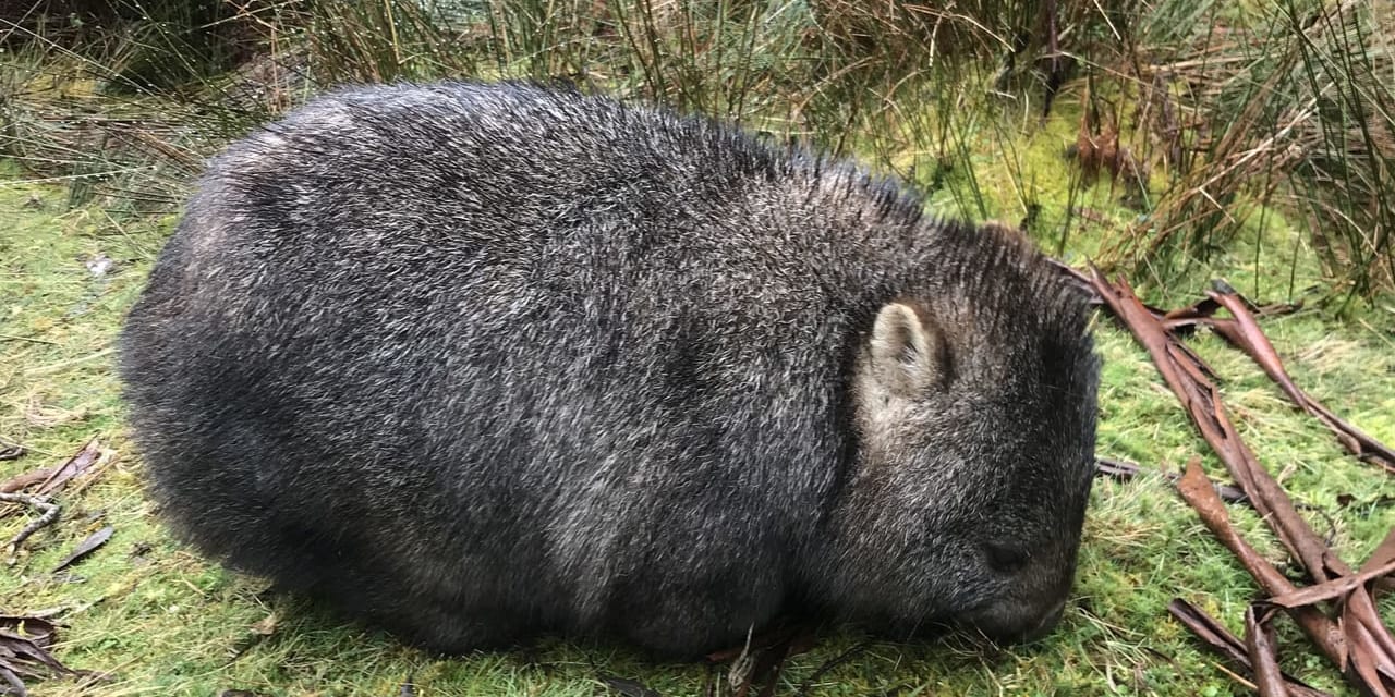 部屋の前にいたウォンバット