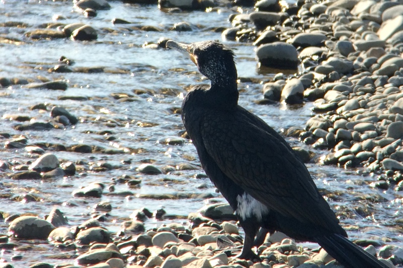 カワウ カワウ