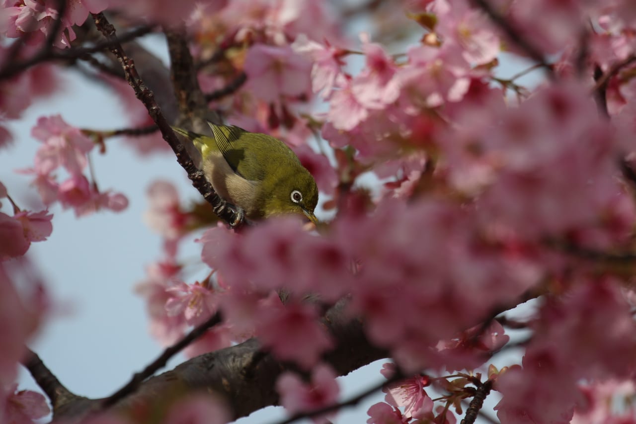 満開の河津桜とメジロ