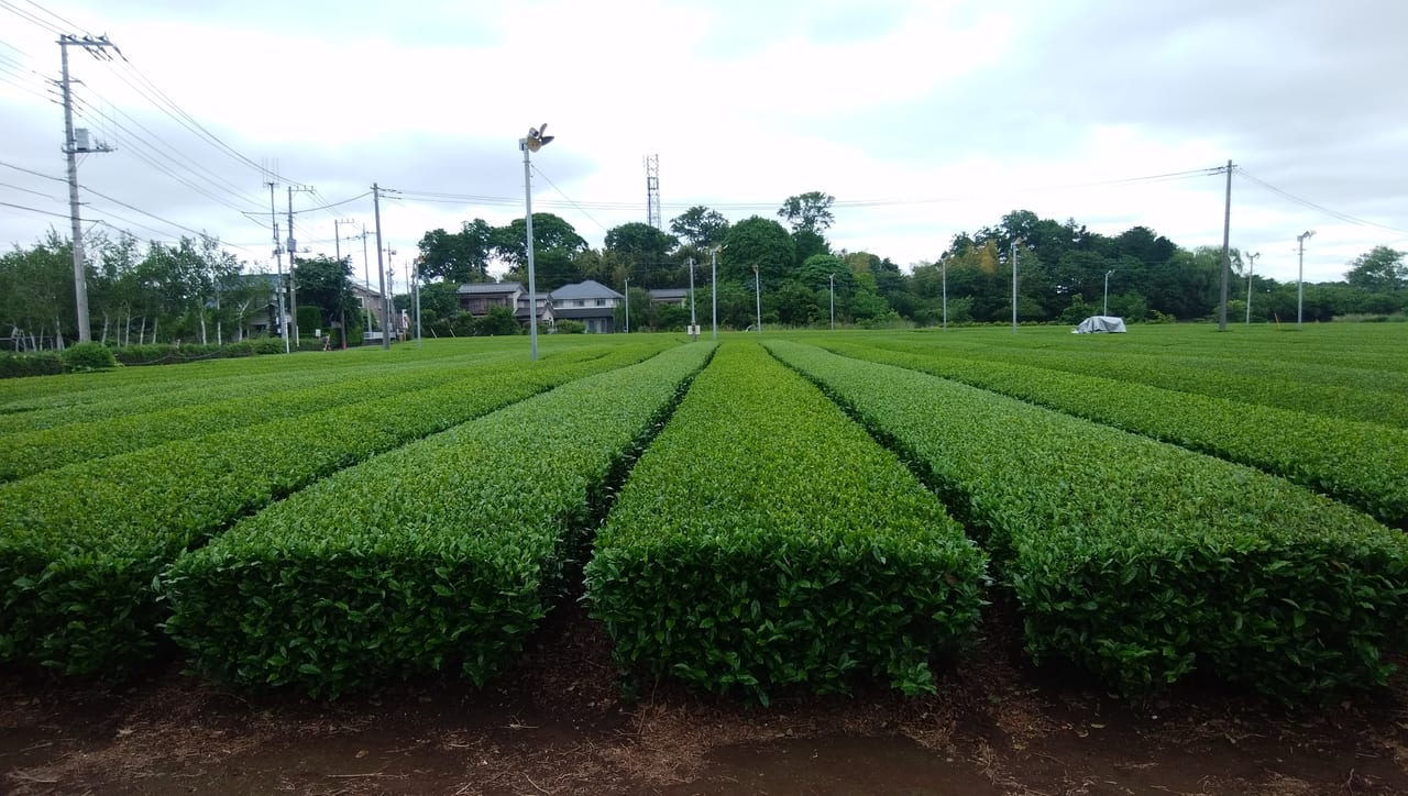 狭山茶のお茶畑