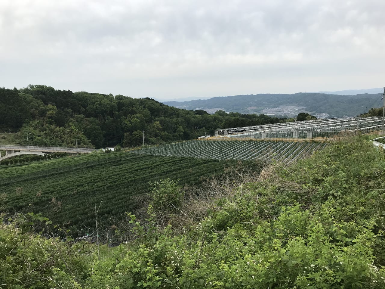 山の上の畑は気持ちがいい