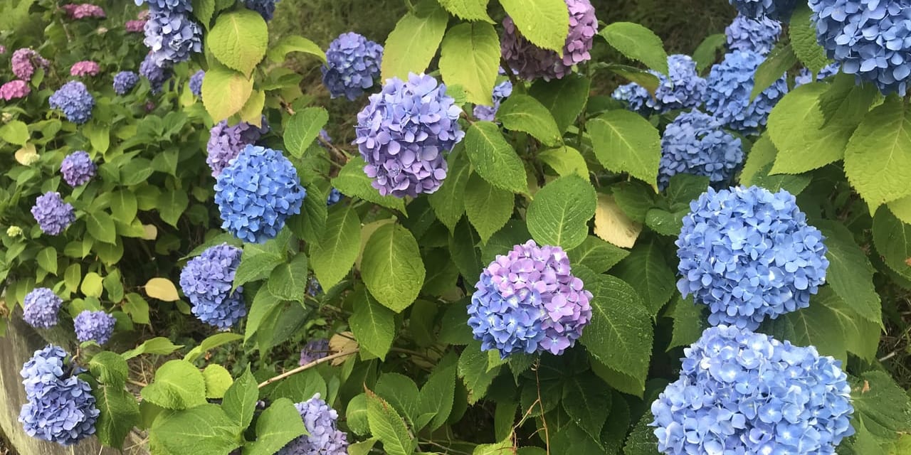 通勤途中に咲くアジサイに癒される日々