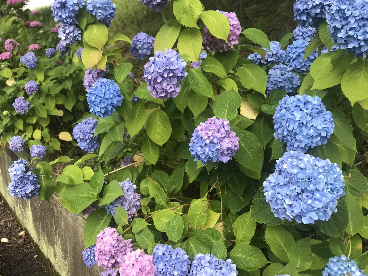 通勤途中に咲くアジサイに癒される日々