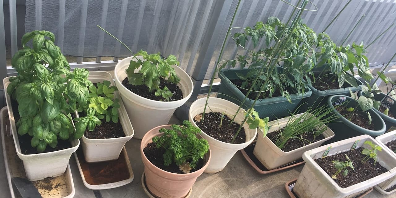 ベランダ菜園