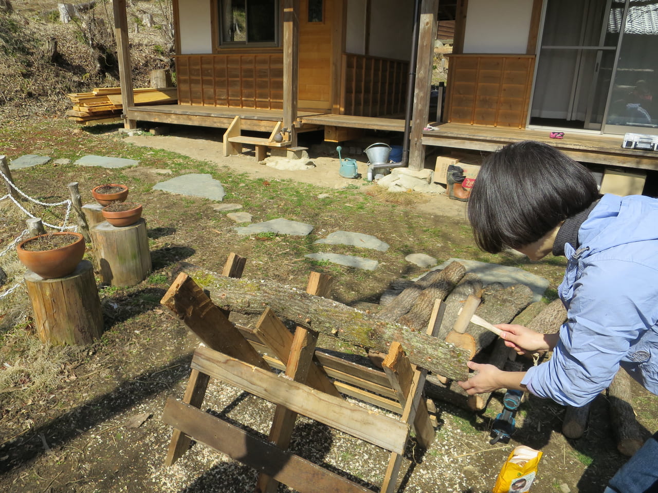 クヌギに菌株を打ち込む妻