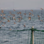 bird-k-20210317