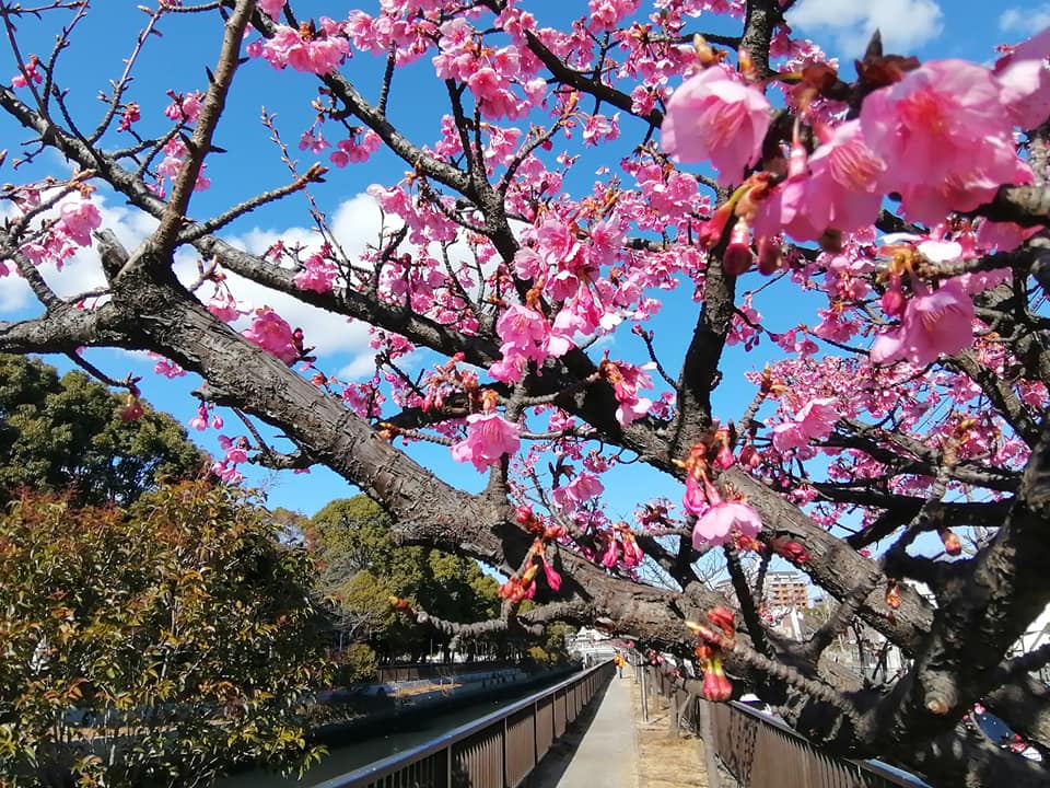 東京の河津桜