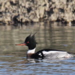 bird-k-20251206