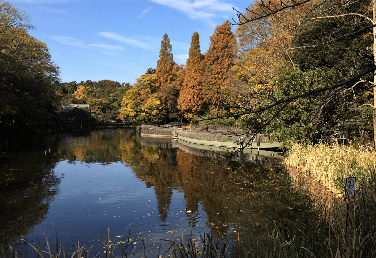 井の頭公園