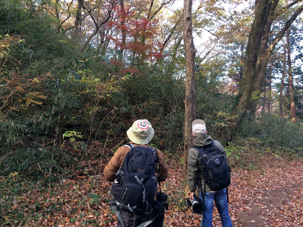 狭山丘陵で下見中