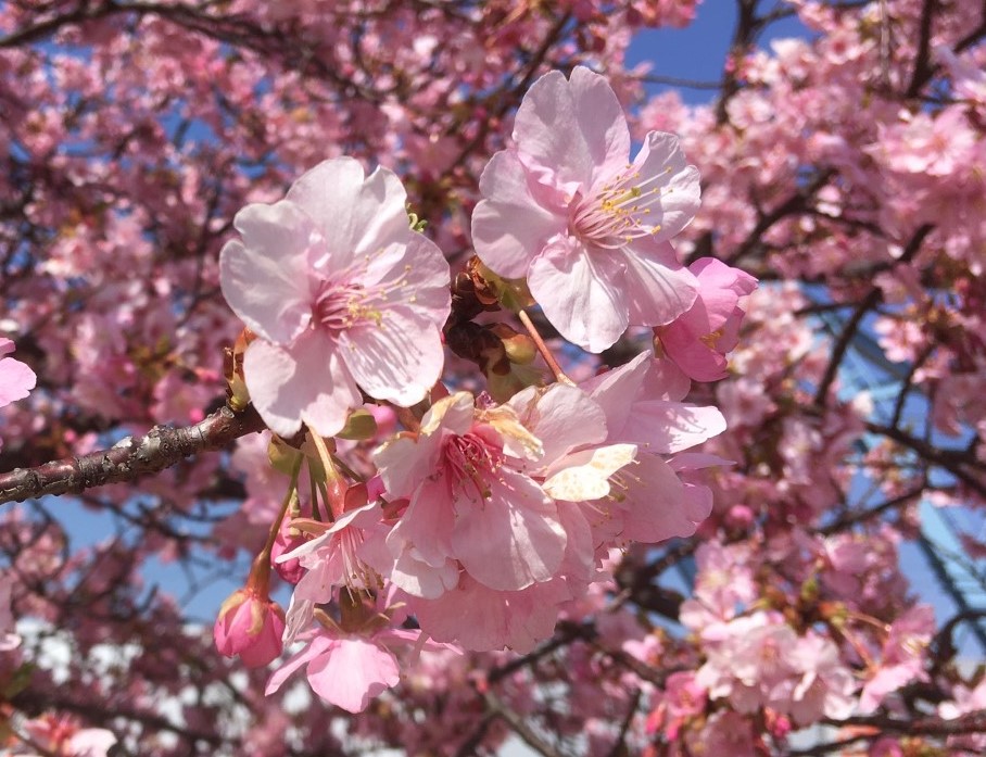 「思いを託します」が花言葉のひとつ