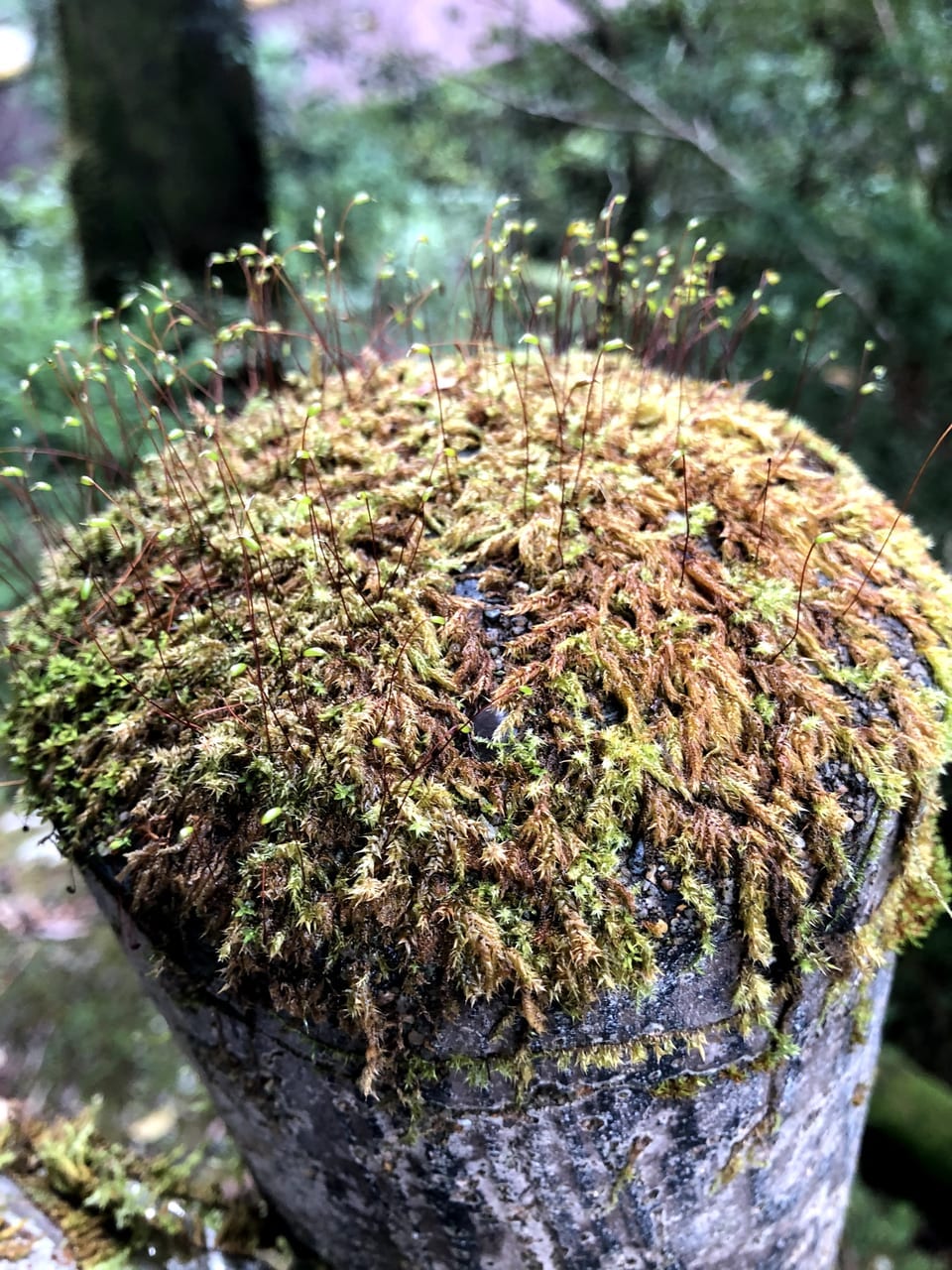 屋久島の森の魅力の1つは苔