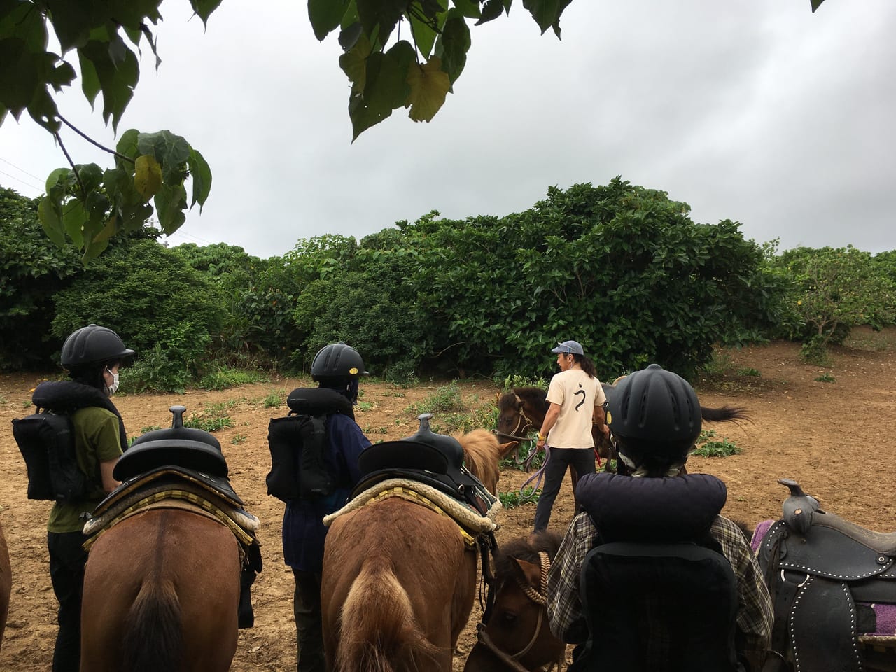 う牧場で乗馬レッスン