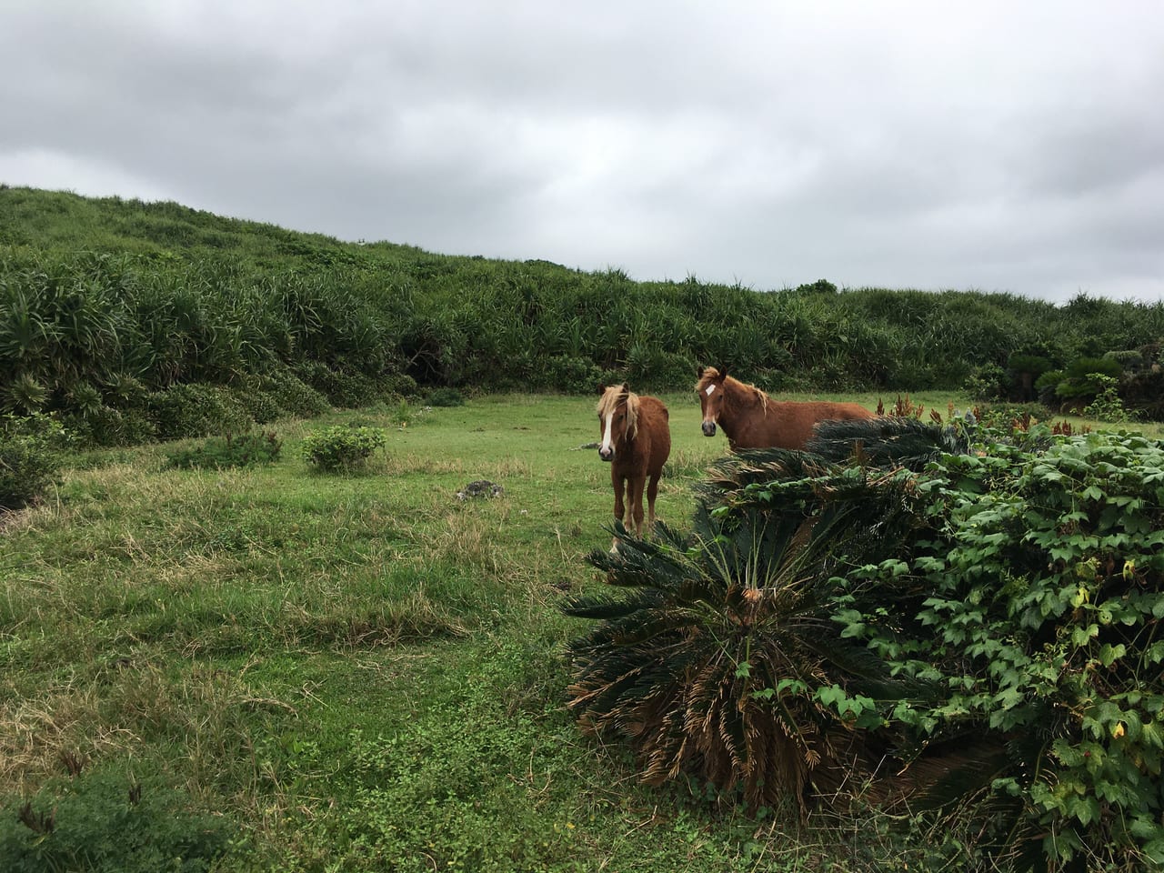 こちらを気にする野生馬たち