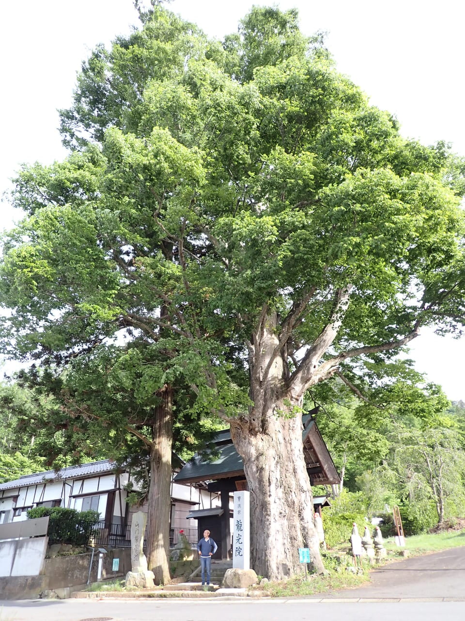 龍光院のケヤキ