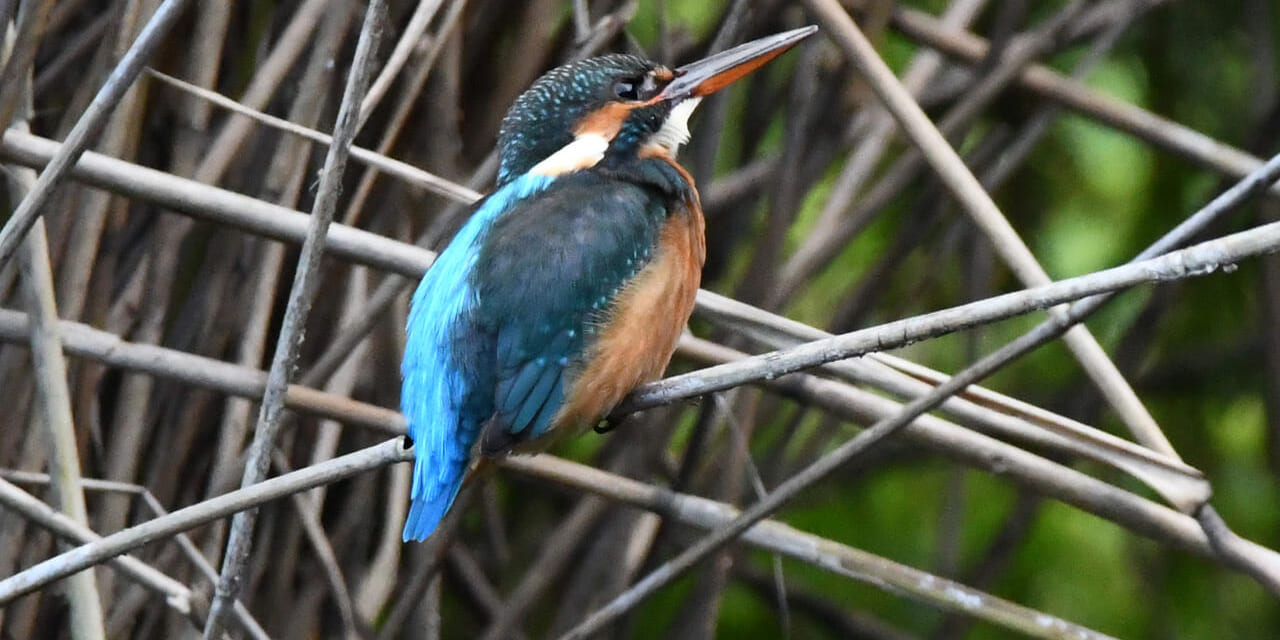 Amazon.co.jp: ステンドグラス カワセミ ルリビタキ 野鳥 バード