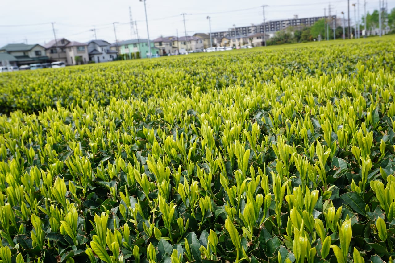 新茶の芽