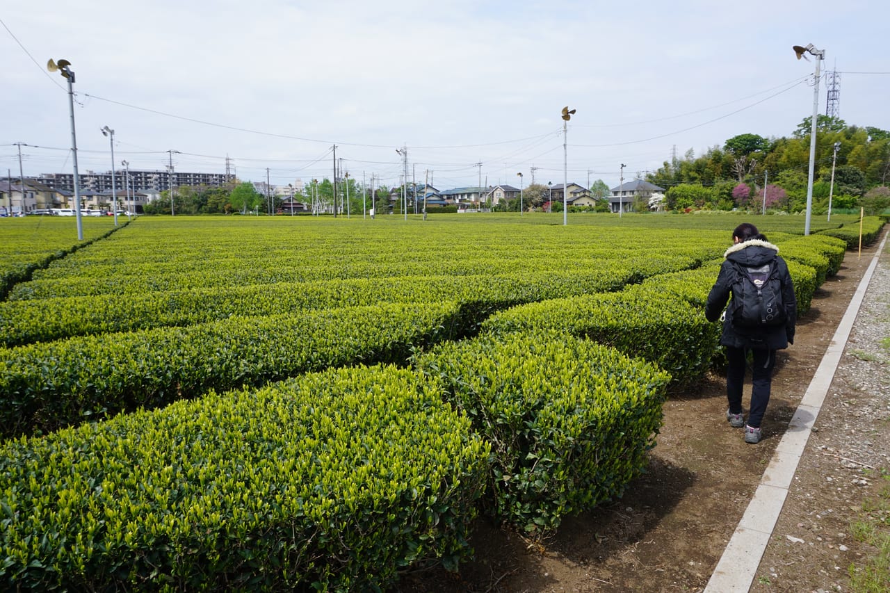 所沢市岩岡のお茶畑