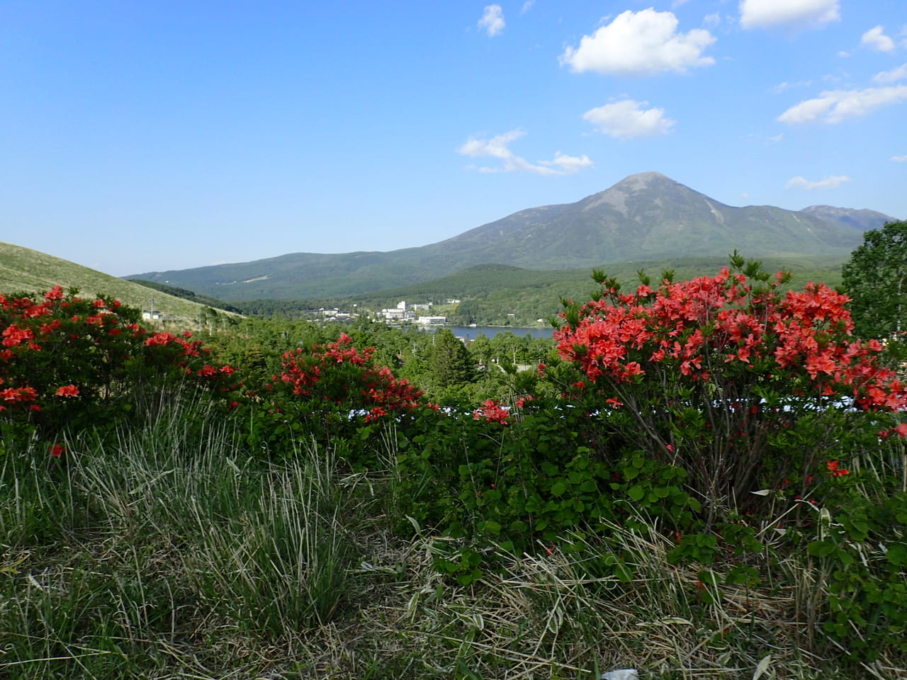 22年6月4日 土 発 初夏の車山高原 霧ヶ峰でレンゲツツジを愛でる 1泊2日 国内 風の旅行社