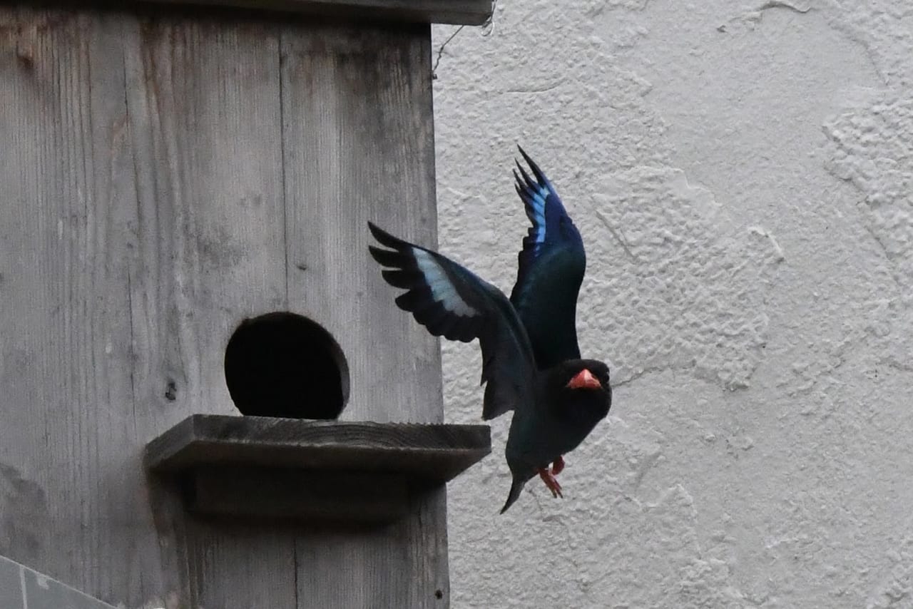 餌を運ぶ親