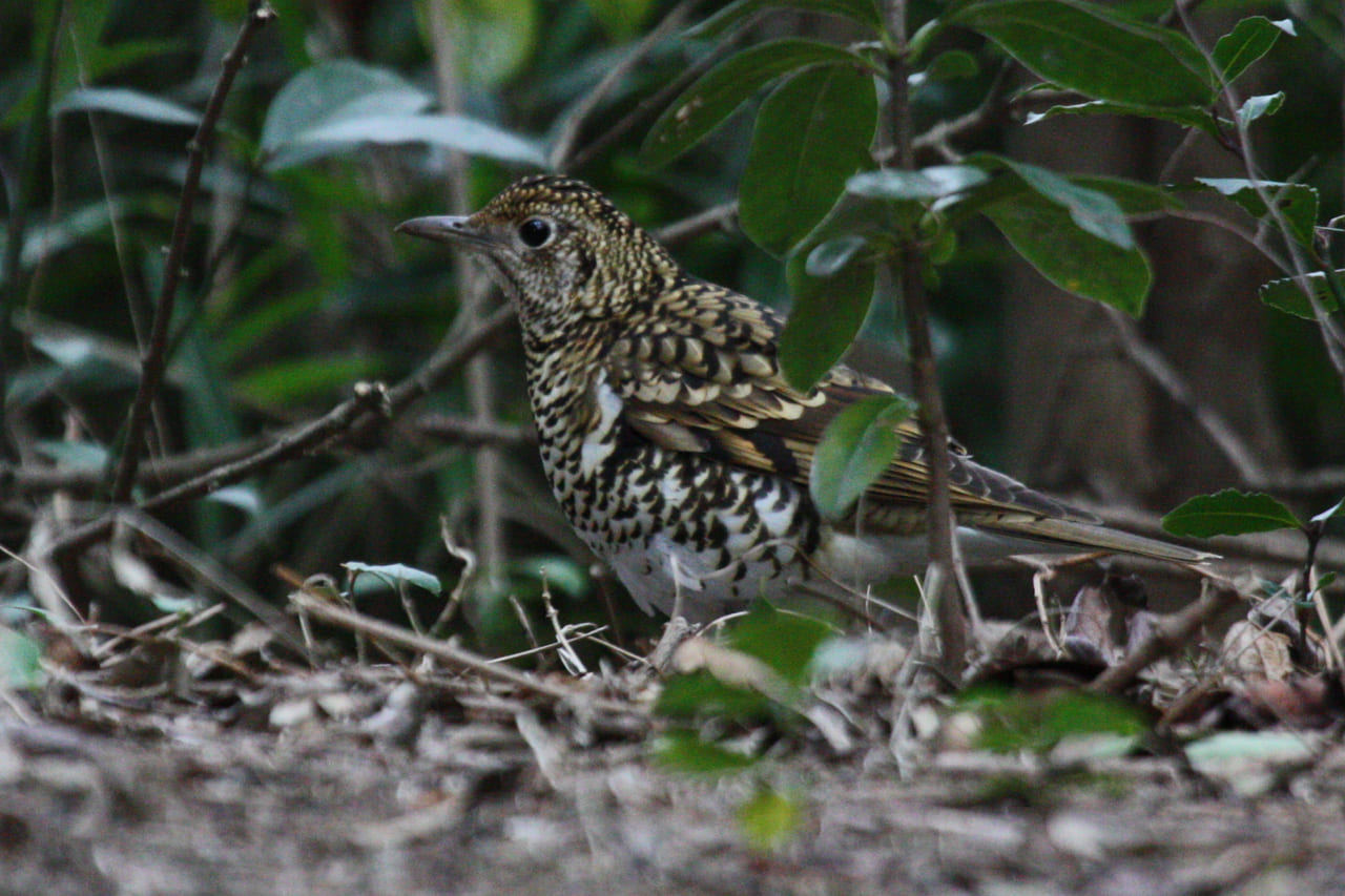 トラツグミ　2009.3.8　葛西臨海公園鳥類園　中村忠昌　IMG_0526（トリミング）