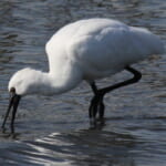 bird-k-20250322