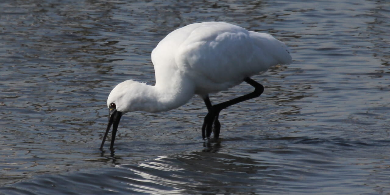 bird-k-20250322