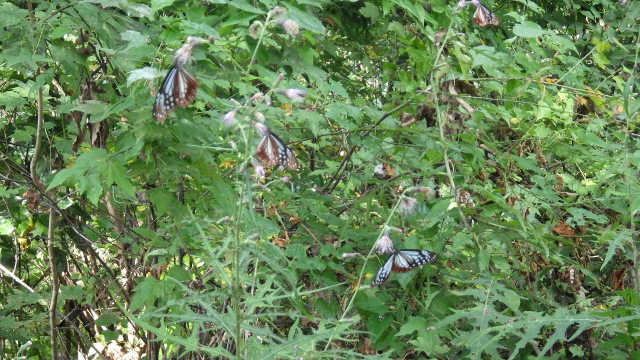 アズマヤマアザミに群れるアサギマダラ