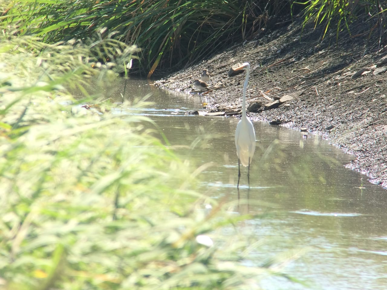 ダイサギとクサシギ（奥）