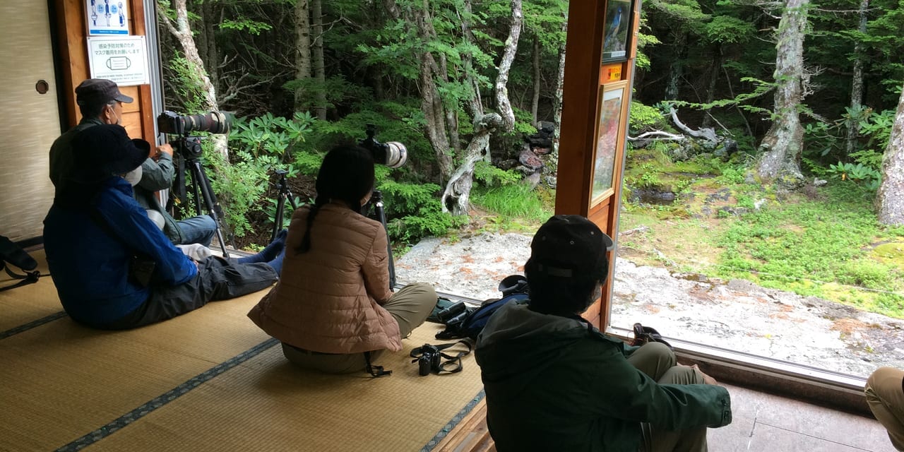 亜高山帯の野鳥 夏の富士山 奥庭 バードウォッチング 国内 風の旅行社