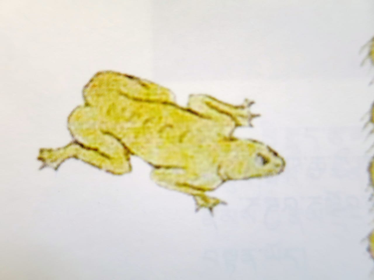絵解き図に描かれた蛙