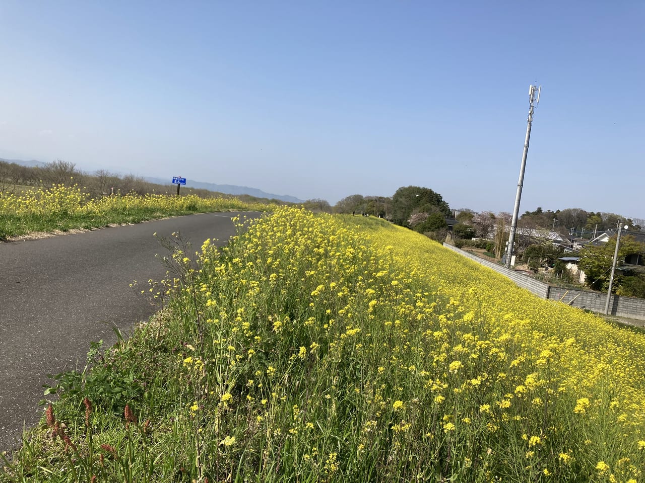 渡良瀬遊水地土手の菜の花