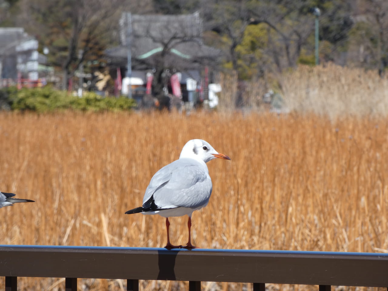 ユリカモメ