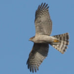 jp-bird-279