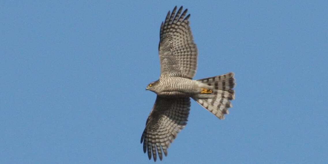 jp-bird-279