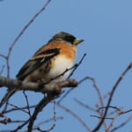 bird-k-20250111