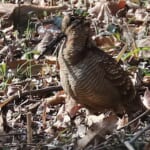 bird-k-20260124