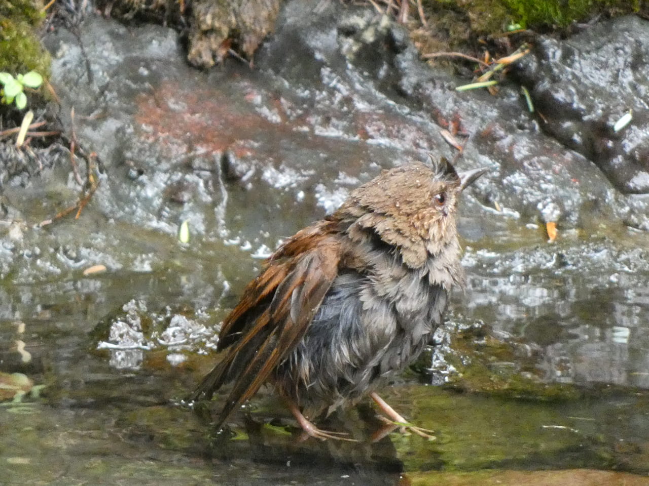 カヤクグリ